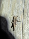 A photograph of the species Tettigidea lateralis, not of this specimen