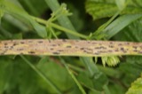 A photograph of the species Phyllachora graminis, not of this specimen