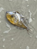 A photograph of the species Aluterus schoepfii, not of this specimen