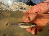 A photograph of the species Pimephales notatus, not of this specimen