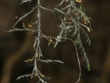 A photograph of the species Dichelyma capillaceum, not of this specimen