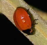 A photograph of the species Neoharmonia venusta, not of this specimen