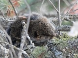 A photograph of the species Microtus pennsylvanicus, not of this specimen
