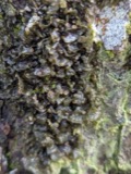A photograph of the species Leptogium corticola, not of this specimen