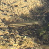 A photograph of the species Nocomis biguttatus, not of this specimen