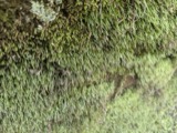 A photograph of the species Bryoxiphium norvegicum, not of this specimen