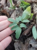 A photograph of the species Panax trifolius, not of this specimen