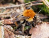 A photograph of the species Bombus pascuorum, not of this specimen