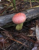A photograph of the species Boletus speciosus, not of this specimen