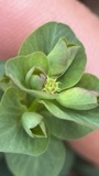 A photograph of the species Euphorbia commutata, not of this specimen