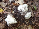 A photograph of the species Tricholoma columbetta, not of this specimen