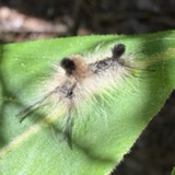 A photograph of the species Dasychira obliquata, not of this specimen