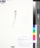 A photograph of the species Polygala cruciata, not of this specimen