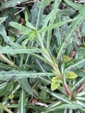 A photograph of the species Septoria oenotherae, not of this specimen