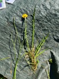 A photograph of the species Scorzoneroides autumnalis, not of this specimen