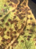 A photograph of the species Uromyces appendiculatus, not of this specimen