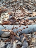 A photograph of the species Epifagus virginiana, not of this specimen