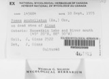 A photograph of the species Fomes scutellatus, not of this specimen