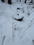 A photograph of the species Solidago caesia, not of this specimen