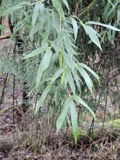 A photograph of the species Schedonorus arundinaceus, not of this specimen
