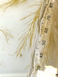 A photograph of the species Desmarestia viridis, not of this specimen