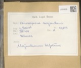 A photograph of the species Cercospora maianthemi, not of this specimen