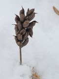 A photograph of the species Astragalus canadensis, not of this specimen