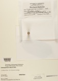 A photograph of the species Coleosporium viburni, not of this specimen