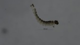 A photograph of the species Atrichopogon fusculus, not of this specimen
