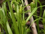 A photograph of the species Carex folliculata, not of this specimen