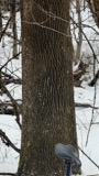 A photograph of the species Fraxinus americana, not of this specimen