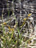 A photograph of the species Carex echinata, not of this specimen
