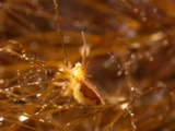 A photograph of the species Idotea balthica, not of this specimen