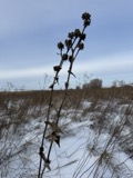 A photograph of the species Inula helenium, not of this specimen