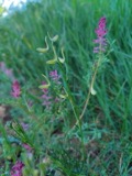 A photograph of the species Delphinium consolida, not of this specimen