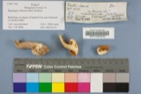 A photograph of the species Pleurotus ulmarius, not of this specimen