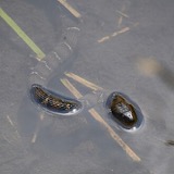 A photograph of the species Natrix sipedon, not of this specimen