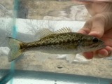 A photograph of the species Micropterus punctulatus, not of this specimen