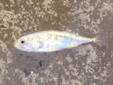 A photograph of the species Gasterosteus aculeatus, not of this specimen