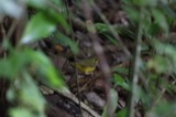 A photograph of the species Geothlypis formosa, not of this specimen