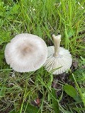 A photograph of the species Amanita vaginata, not of this specimen
