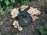 A photograph of the species Armillaria mellea, not of this specimen
