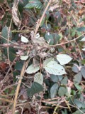 A photograph of the species Phragmidium Link, not of this specimen