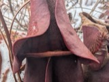 A photograph of the species Sarracenia purpurea, not of this specimen