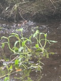 A photograph of the species Ranunculus ambigens, not of this specimen