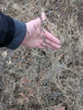 A photograph of the species Lobelia inflata, not of this specimen