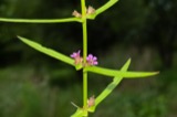 A photograph of the species Ammannia coccinea, not of this specimen
