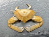 A photograph of the species Heterocrypta granulata, not of this specimen