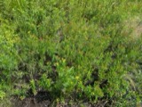 A photograph of the species Hypericum adpressum, not of this specimen