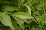 A photograph of the species Bremia lactucae, not of this specimen